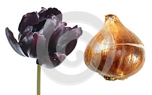 Black Parrot tulip flower with tulip bulb isolated on white