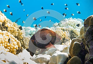 black parrotfish over corals with whitetail dascyllus fishes in the background