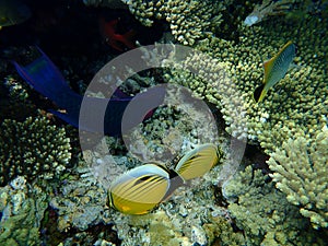 Black parrotfish or swarthy parrotfish, dusky parrotfish Scarus niger and blacktail butterflyfish Chaetodon austriacus undersea