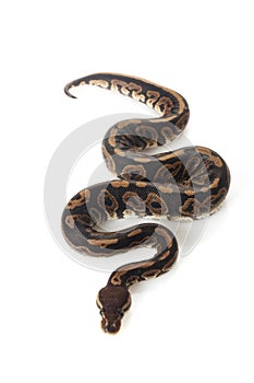 Black pastel ball python