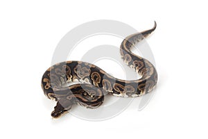 Black pastel ball python