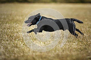 Black Patterdale Cross Border Terrier running from right to left