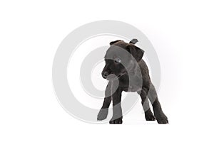 Black Patterdale terrier puppy