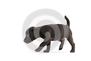 Black Patterdale terrier puppy