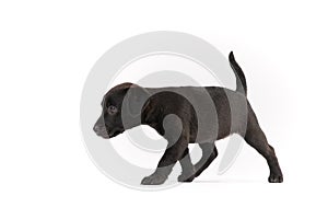 Black Patterdale terrier puppy
