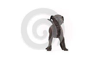 Black Patterdale terrier puppy photo