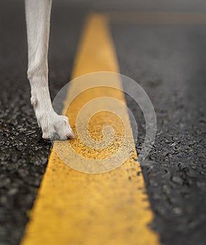 Black paved road with bright yellow stripe in middle and white dog\'s raw standing on this road.
