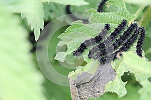 black peacock butterfly caterpillars feeding on a nettle plan