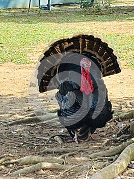 Black Peacock on Display photo