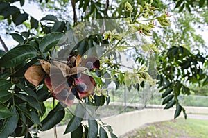 Black Pearl Tree Fruit And Blossoms