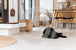 Black pedigreed Labrador dog is resting on the white cool floor of an elegant Mediterranean-style island villa