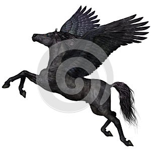 Black Pegasus Profile