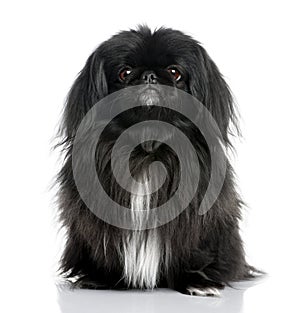 Black Pekingese (6 years old)