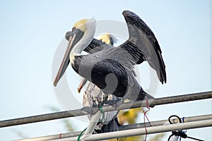 Black Pelican Balancing On Railing