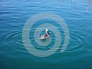 Black Pelicans of Cabo San Lucas, Baja California, Mexico.