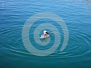 Black Pelicans of Cabo San Lucas, Baja California, Mexico.