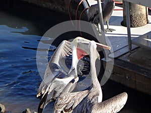 Black Pelicans of Cabo San Lucas, Baja California, Mexico.