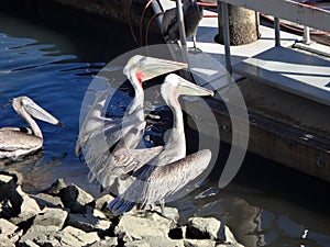 Black Pelicans of Cabo San Lucas, Baja California, Mexico.