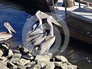 Black Pelicans of Cabo San Lucas, Baja California, Mexico.