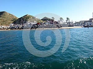 Black Pelicans of Cabo San Lucas, Baja California, Mexico.