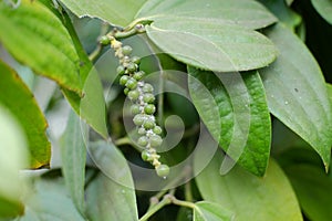 Black pepper is a flowering vine in the family Piperaceae, cultivated for its fruit, known as a peppercorn, which is usually dried