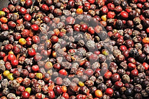 Black Pepper fruit spread for drying and preparing to use as a spice  in Kerala  India