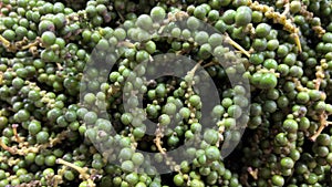 Black pepper grows green Black pepper a plant with green berries and leaves Kumili, Kerala, India