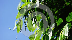 Black pepper (Piper nigrum, peppercorn, merica, lada, sahang) on the tree photo