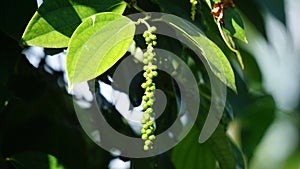 Black pepper (Piper nigrum, peppercorn, merica, lada, sahang) on the tree photo