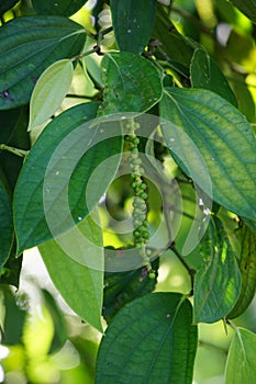 Black pepper (Piper nigrum, peppercorn, merica, lada, sahang) on the tree photo