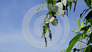 Black pepper (Piper nigrum, peppercorn, merica, lada, sahang) on the tree photo