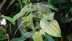 Black pepper (Piper nigrum, peppercorn, merica, lada, sahang) on the tree photo