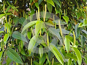 Black pepper (Piper nigrum), plant with flowers and leaves