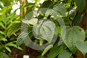 Black pepper or Piper Nigrum plant in Zurich in Switzerland