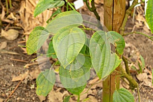 Black pepper or Piper Nigrum plant in Zurich in Switzerland