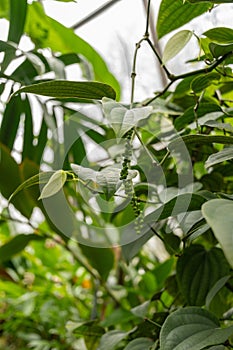 Black pepper or Piper Nigrum plant in Zurich in Switzerland