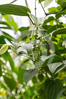 Black pepper or Piper Nigrum plant in Zurich in Switzerland