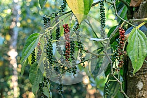 Black Pepper plant with peppercorns