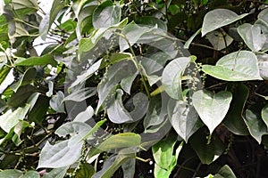 Black pepper plants