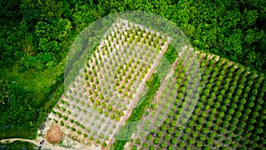 Black pepper plants wrapped trees Phu Quoc, Vietnam