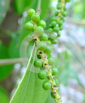 Black pepper seeds close up