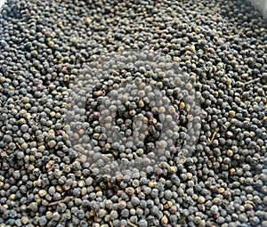 Black pepper seeds. It is Fast yielding seeds.