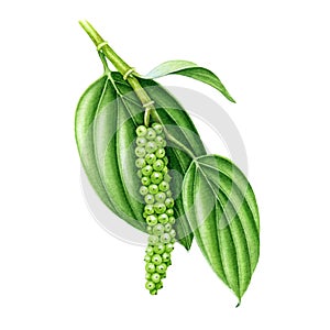 Black pepper spice plant watercolor illustration. Hand drawn realistic botanical piper nigrum herb image. Cooking