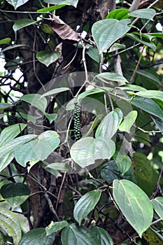 Black pepper tree