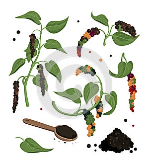 Black pepper vector clipart. Dryed ripened seed, grounded powder.