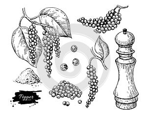 Black pepper vector drawing set. Peppercorn heap, mill, dryed seed, plant, grounded powder.