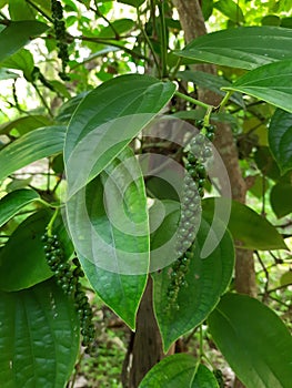 Black pepper vine - Piper Nigrum - green drupes with leaves in Sri Lanka photo