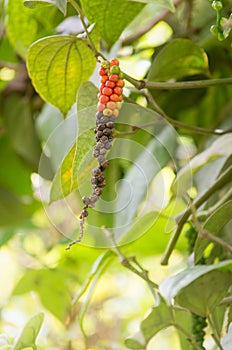 Black peppercorn on the pepper tree