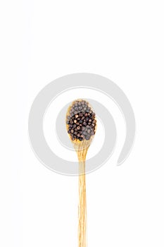 Black peppercorns Black pepper seeds in wooden spoon isolated on white background