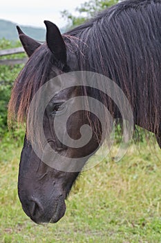 Black Percheron Draft Horse Head Shot